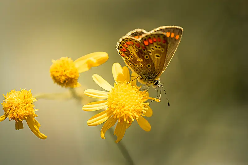 Ilona Hartensveld Fotografie