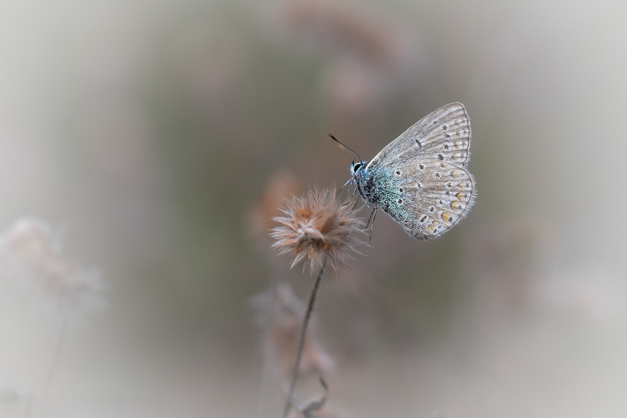 Icarusblauwtje op een droge bloem