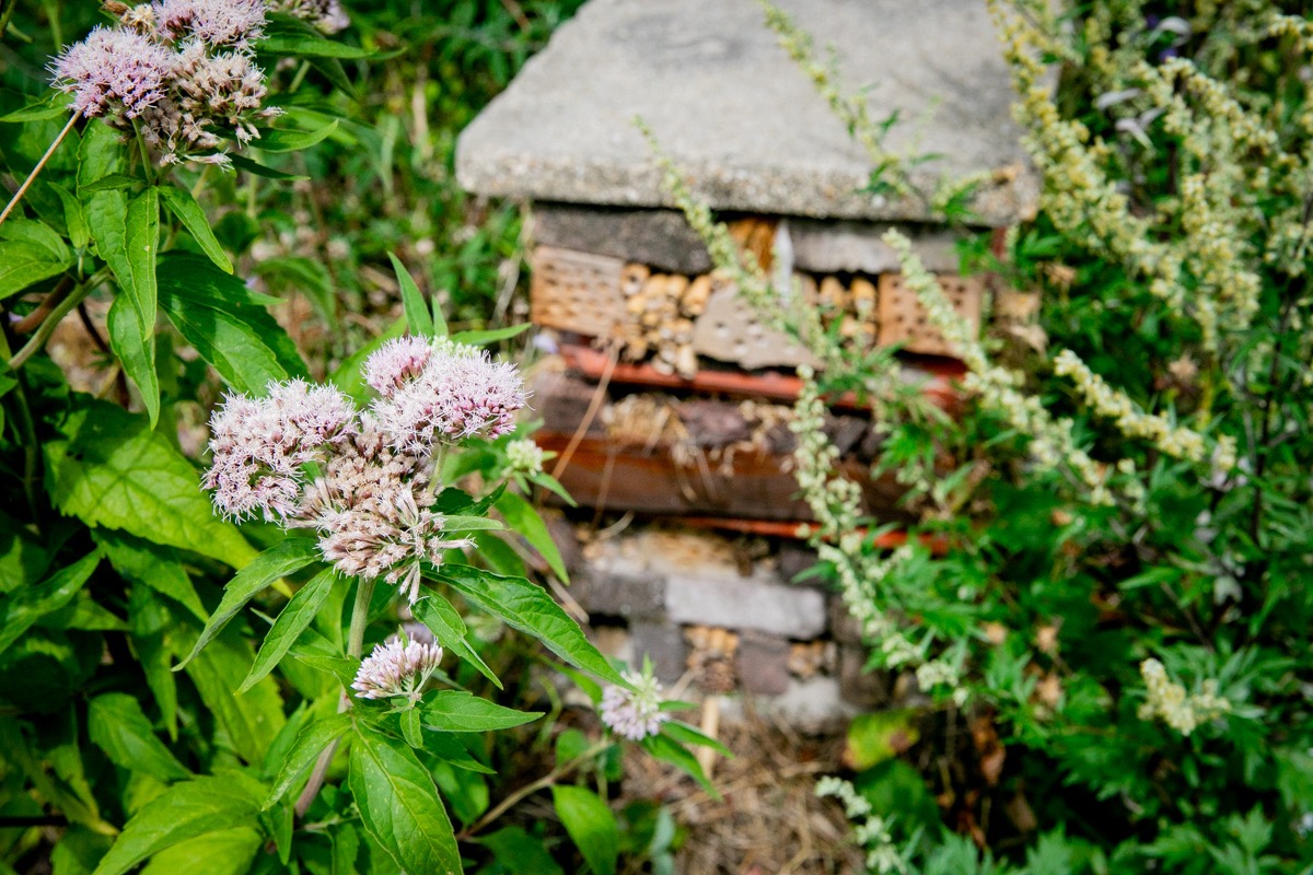 Insectenhotel tussen bloeiende planten