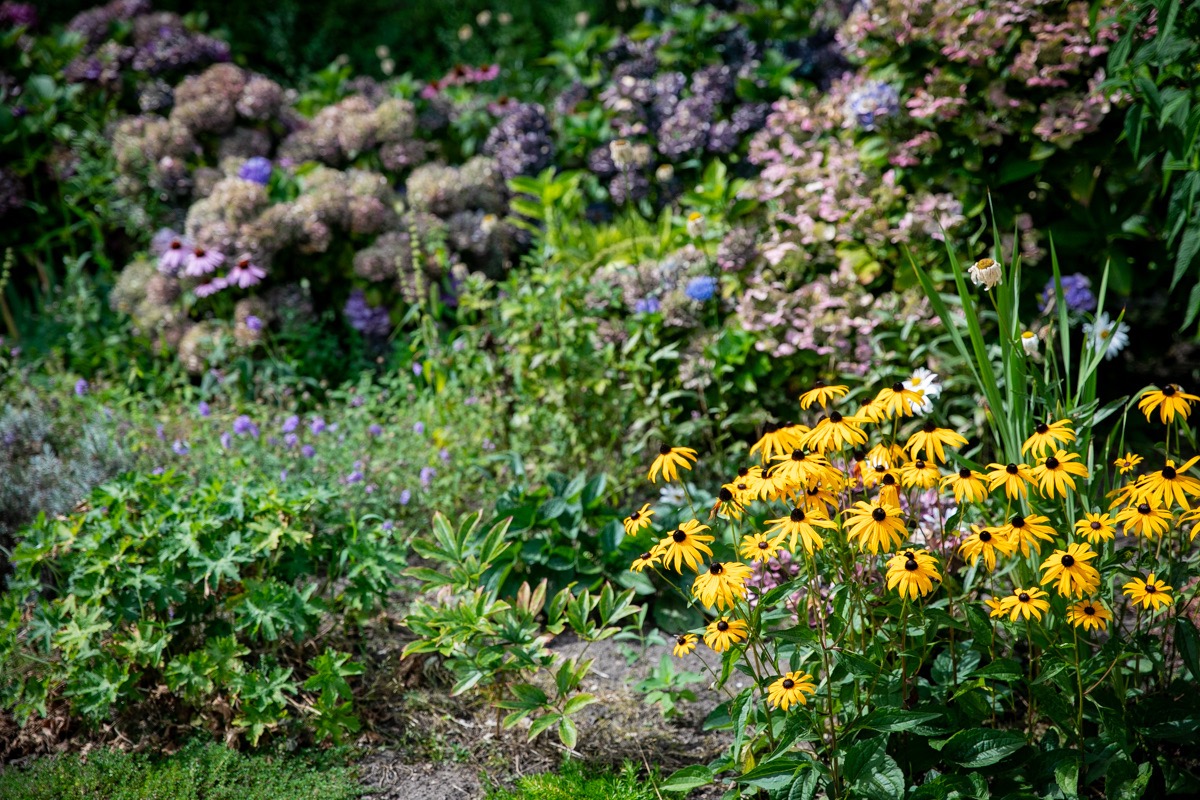 Kleurrijke tuinborder met rudbeckia en hortensia