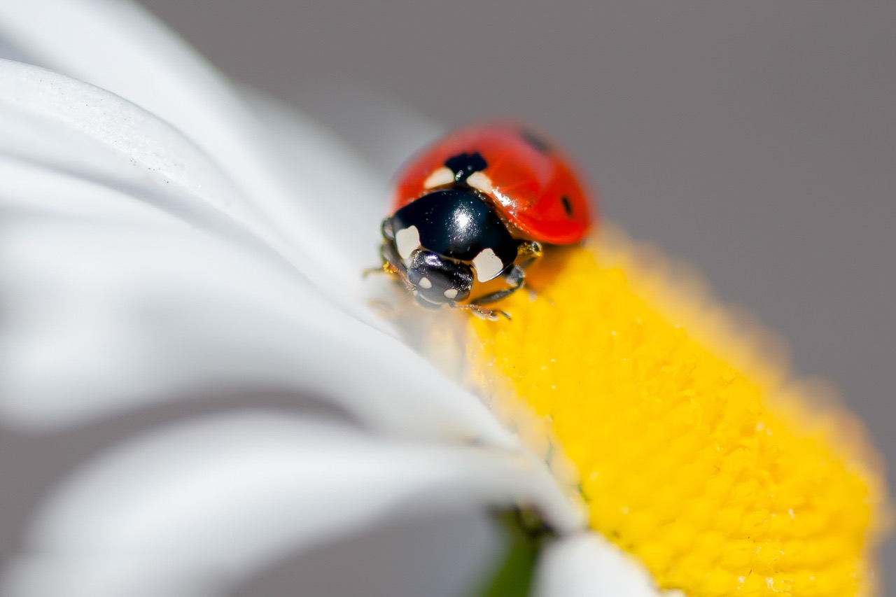 Lieveheersbeestje op een margriet