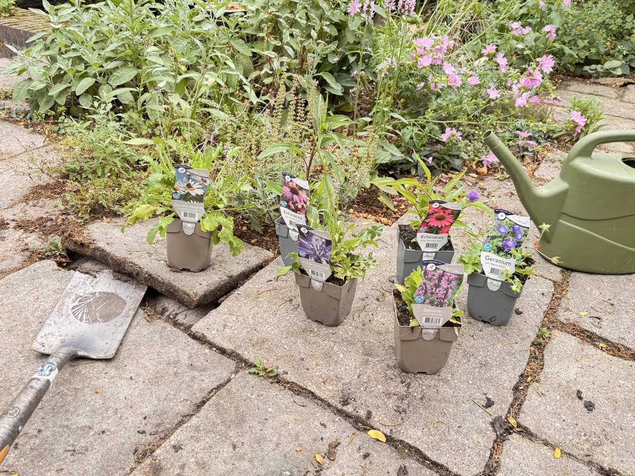 Nieuwe plantjes klaar om de tegels te vervangen