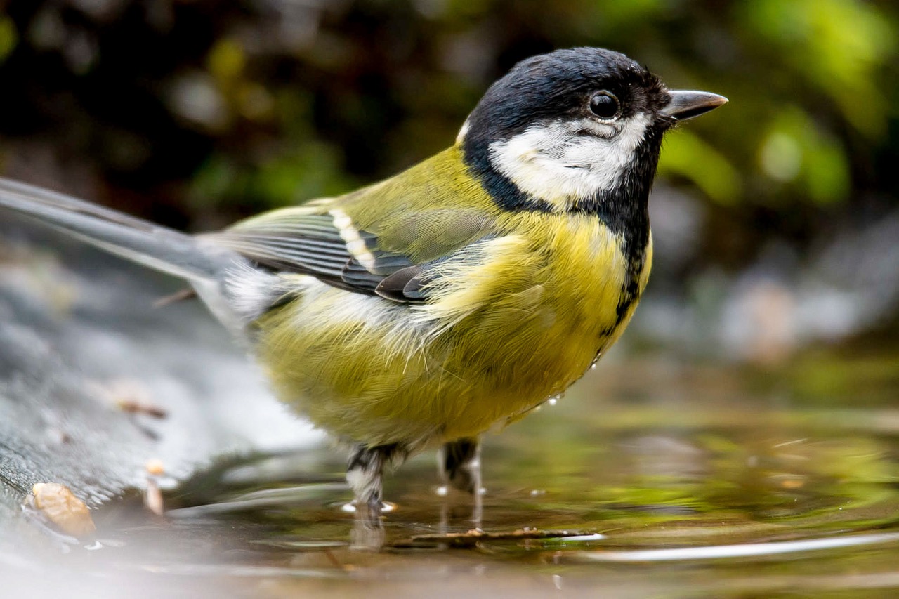 Koolmees baadt in ondiep water