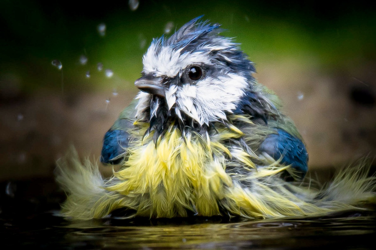 Pimpelmees neemt een bad